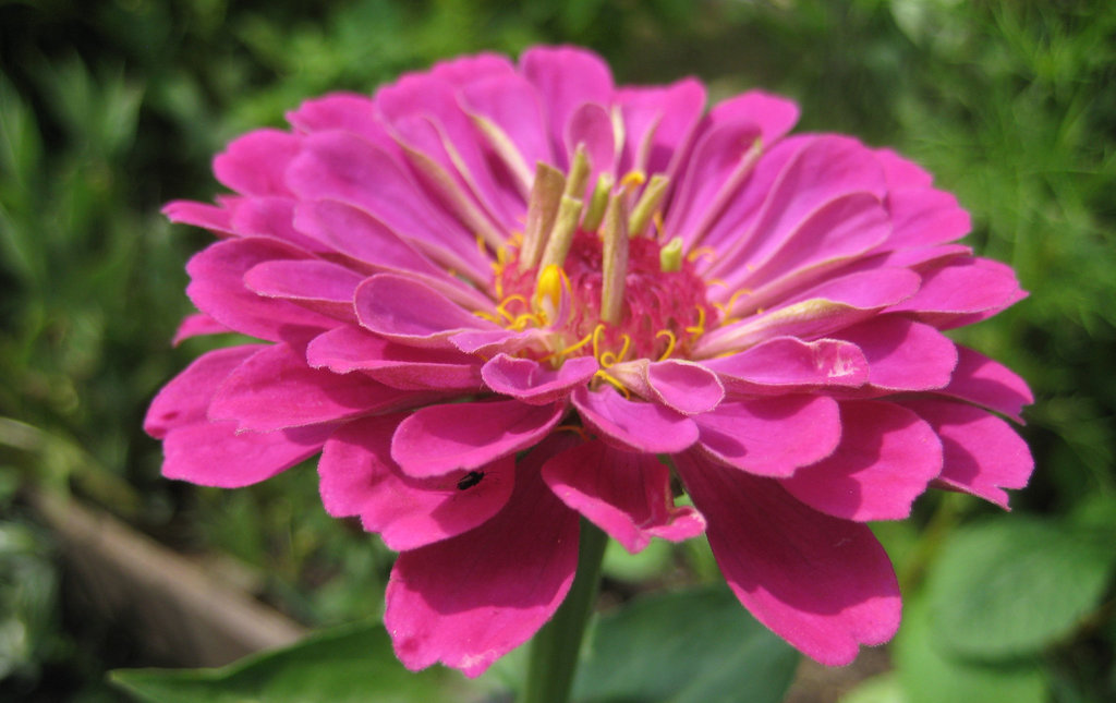 rosa Zinnie (Zinnia elegans)