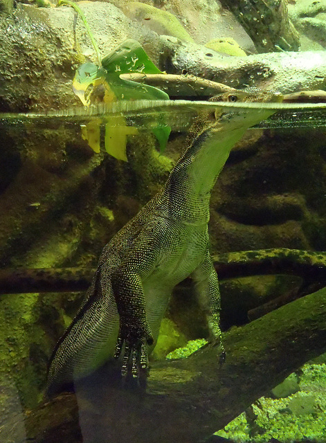 water monitor