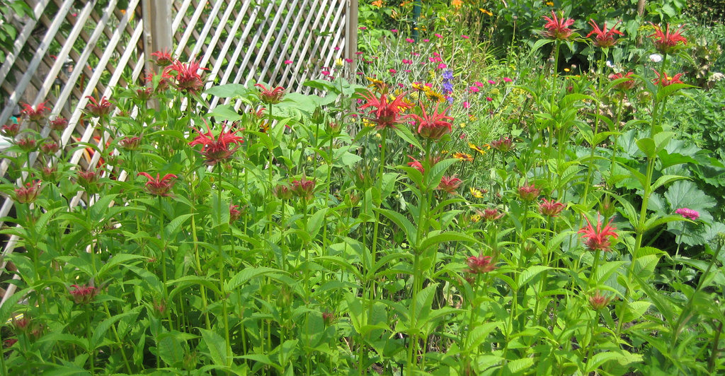 Goldmelisse (auch Indianernessel oder Scharlach-Monarde) [Monarda didyma]