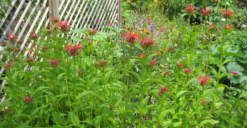 Goldmelisse (auch Indianernessel oder Scharlach-Monarde) [Monarda didyma]