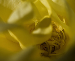 Inside the yellow rose
