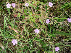 Red Campion