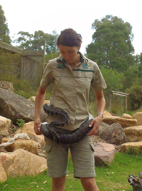 carpet python