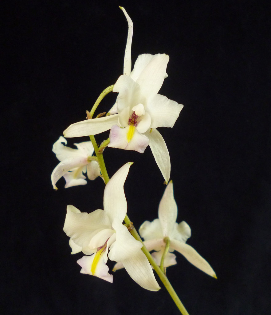 Laelia albida
