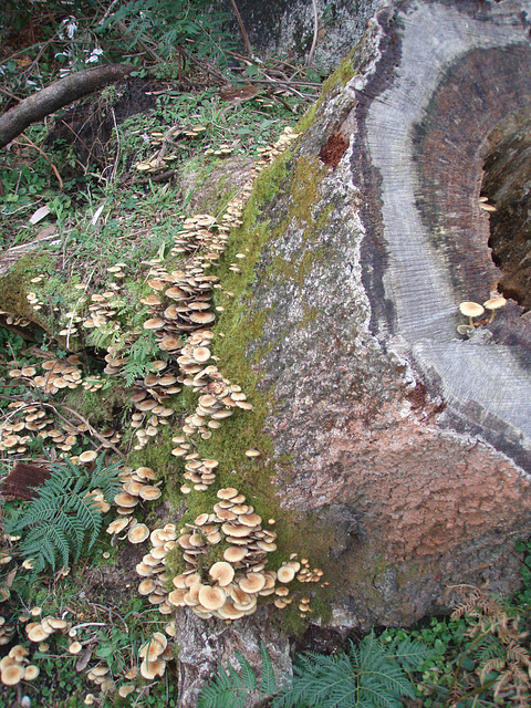 tree fungus