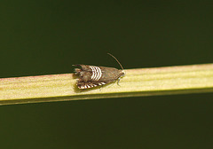 Grapholita compositella