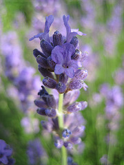 Lavendelblüte (Lavandula angustifolia)