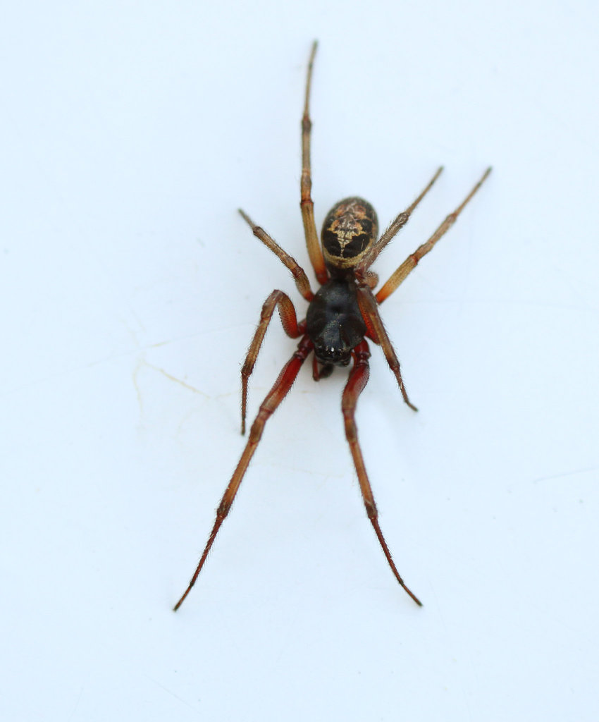 False Widow Male