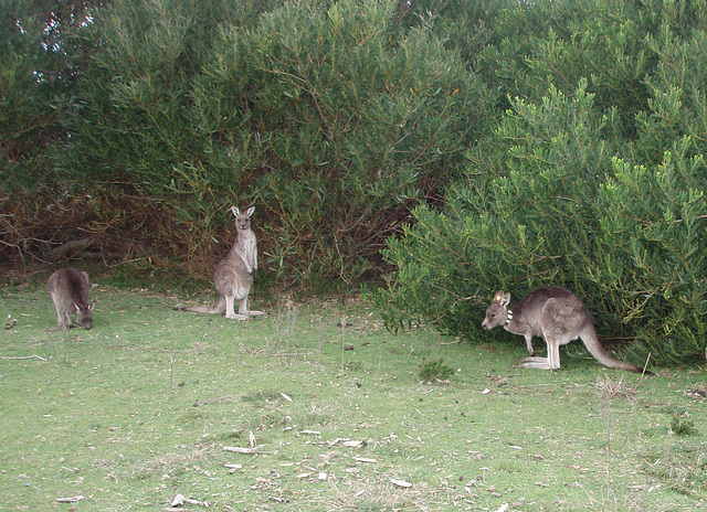 Eastern Greys at Wilsons Prom