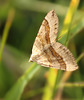 Shaded Broad-bar Moth
