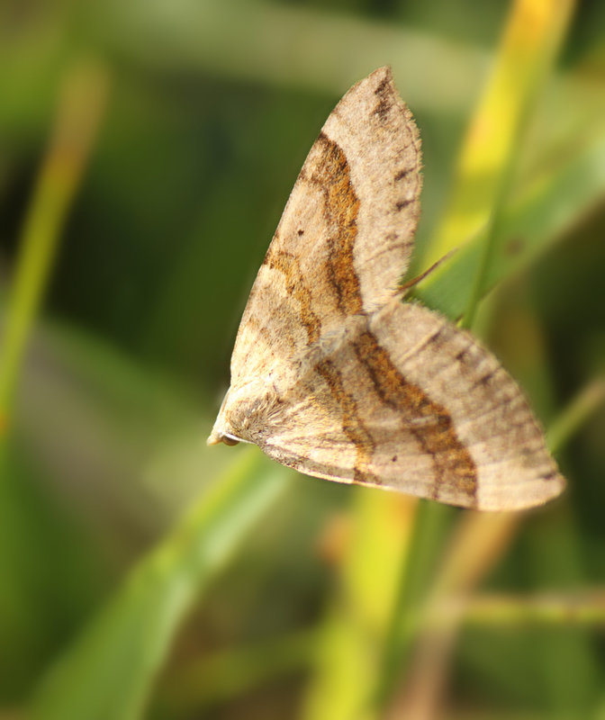 Shaded Broad-bar Moth