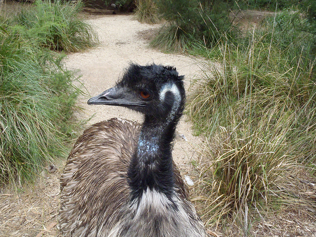 emu