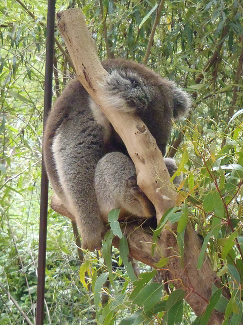 sleepy time for koalas