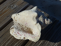 A Conch on the Boardwalk - 28 January 2014