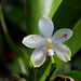 Phalaenopsis micholitzii x tetraspis (3)