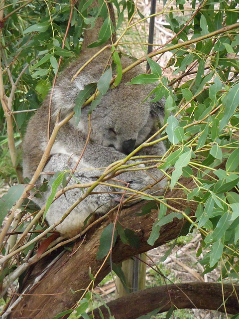 sleepy time for koalas
