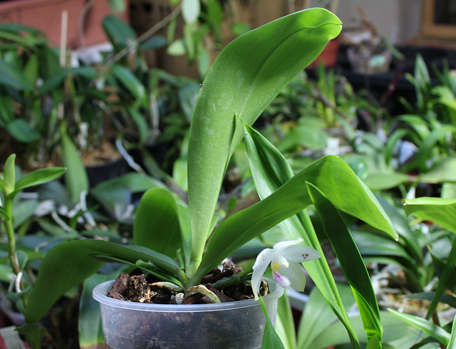 Phalaenopsis micholitzii x tetraspis (6)