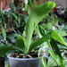 Phalaenopsis micholitzii x tetraspis (6)