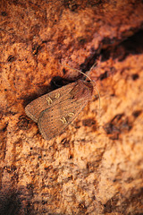 Square-spot Rustic