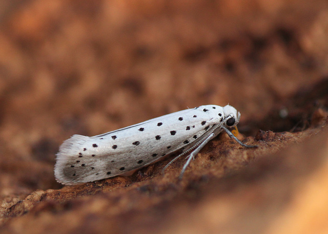 Orchard Ermine