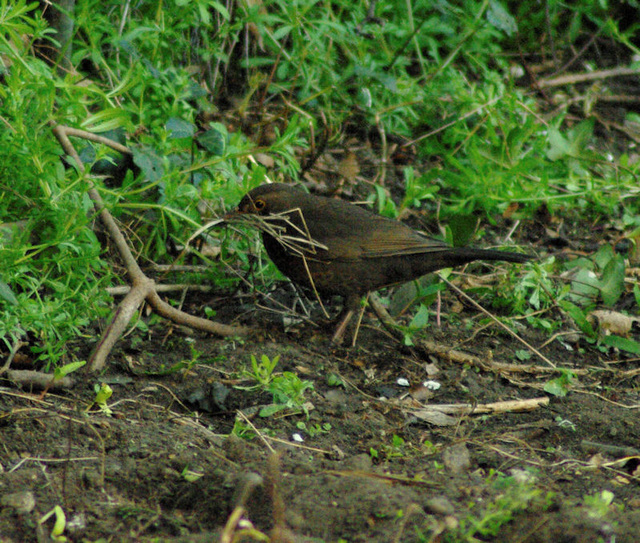 nest building 4