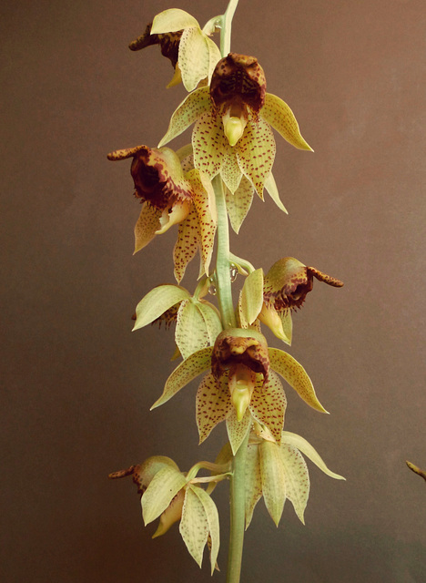 Catasetum sanguineum