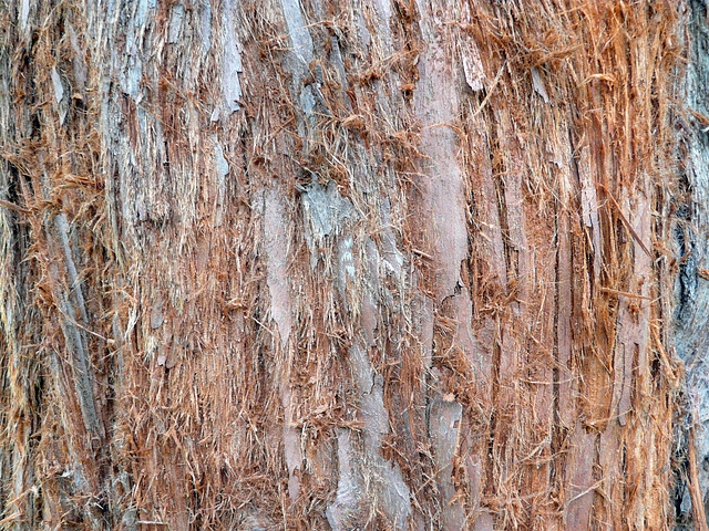 Cedar Texture