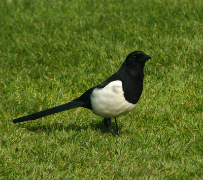 magpie 2