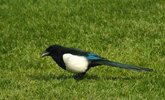 magpie 1