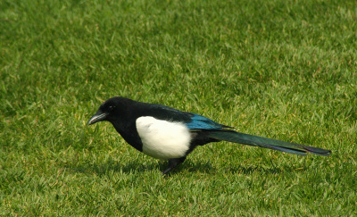 magpie 1