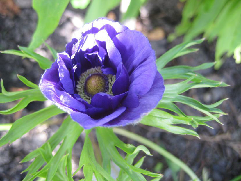 Garten-Anemone / Windröschen (Anemone coronaria)