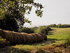 Campagna a Nazzano