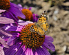 Brown Butterfly, Purple Flower – The Wild Center, Tupper Lake, New York