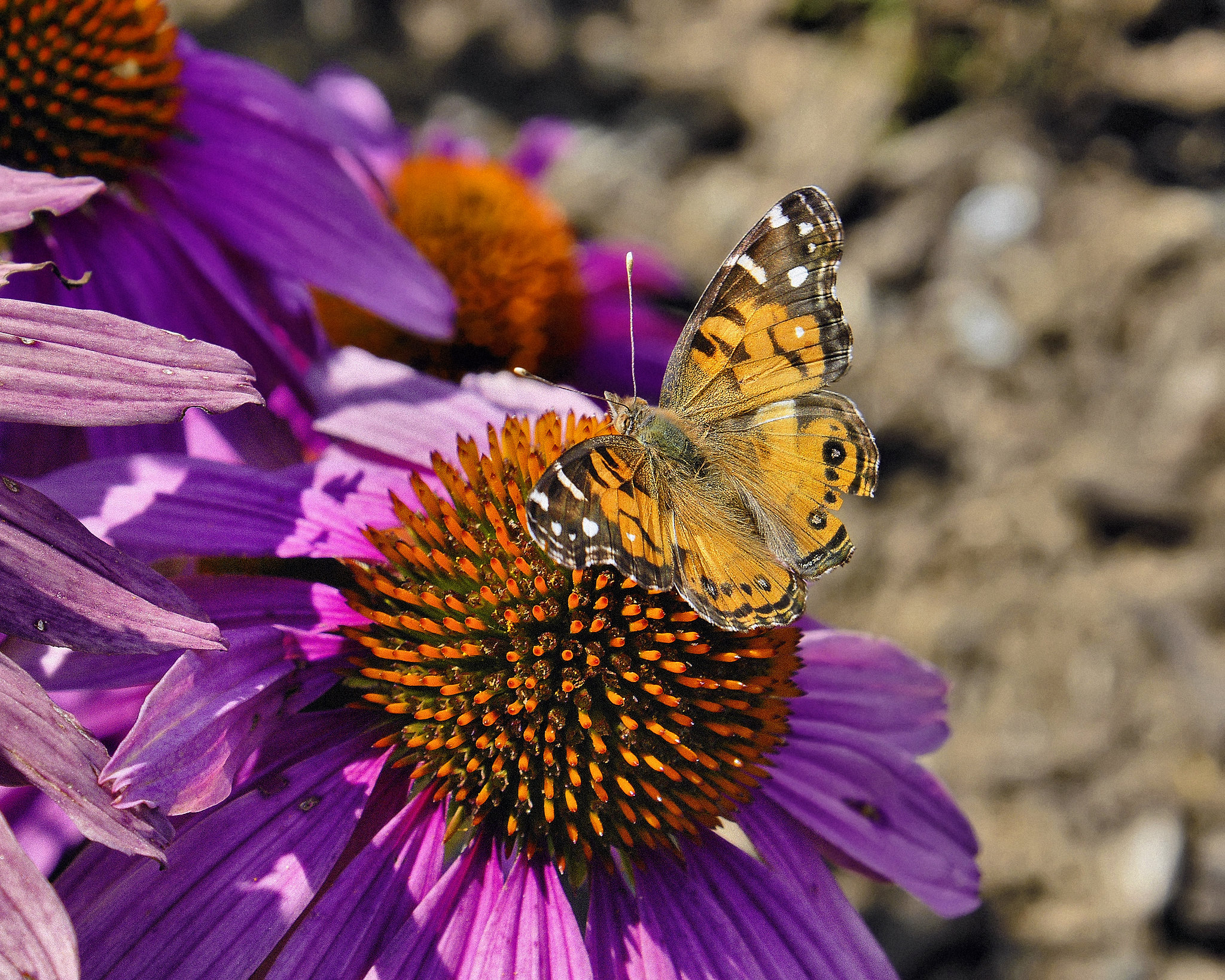 Brown Butterfly, Purple Flower – The Wild Center, Tupper Lake, New York