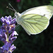 Kohlweißling auf Lavendelblüten (Lavandula angustifolia / Pieris rapae)