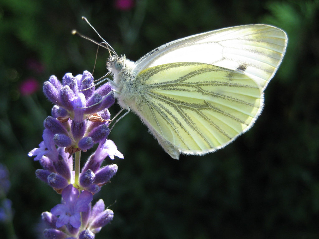 Kohlweißling auf Lavendelblüten (Lavandula angustifolia / Pieris rapae)