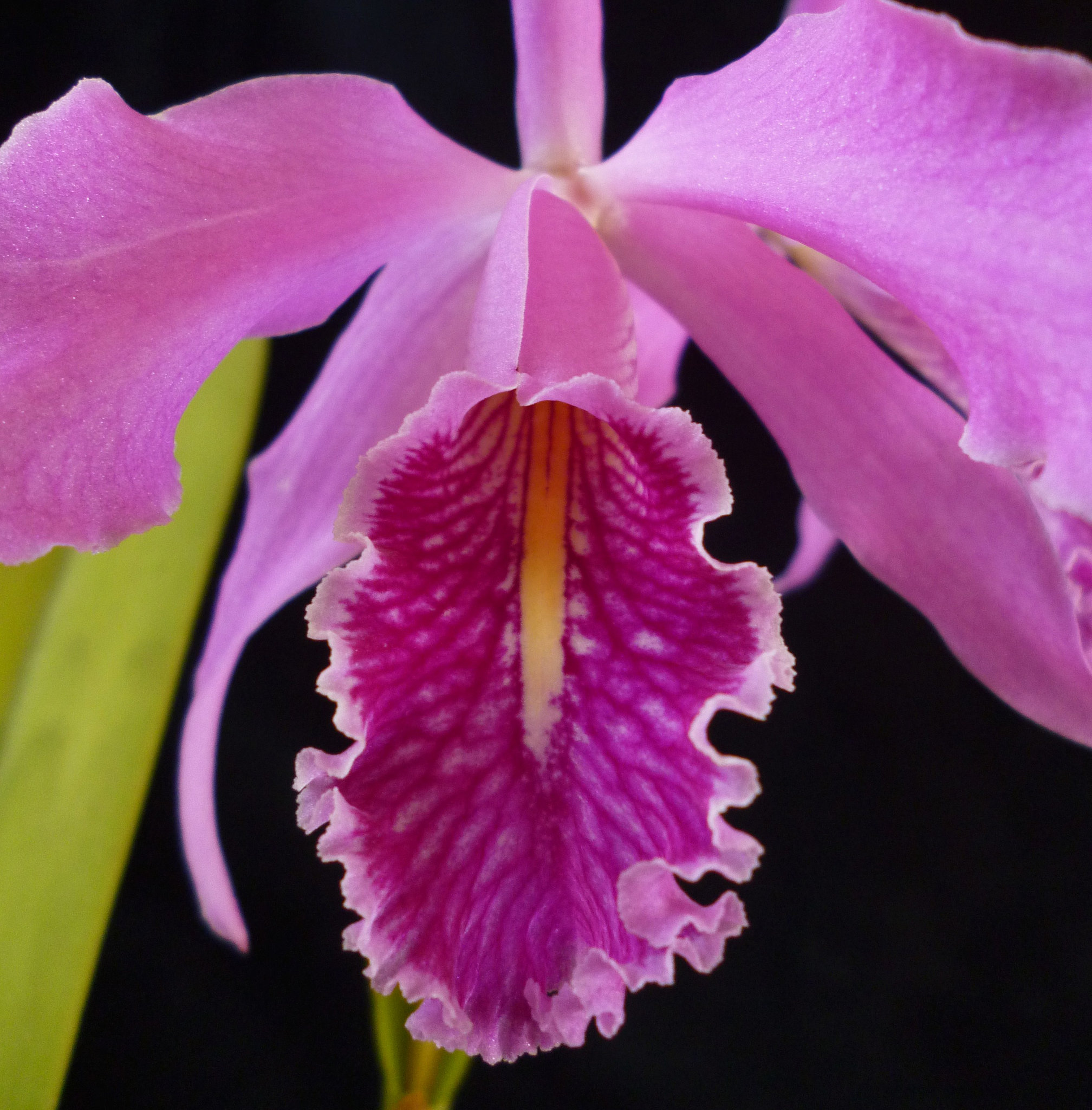 Cattleya maxima 'Jörg' x self  (lip detail)