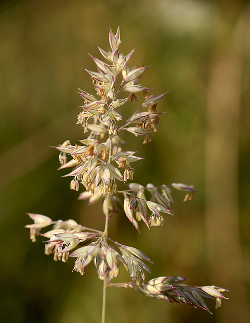 Grassy Flowers