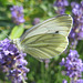 Kohlweißling auf Lavendelblüten (Lavandula angustifolia / Pieris rapae)