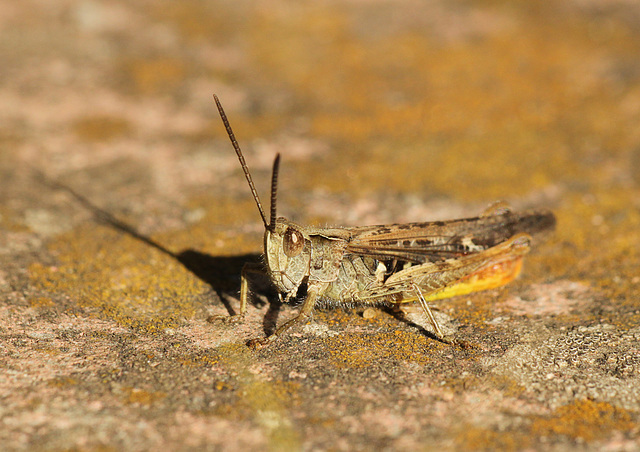 Field Grasshopper