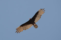 Vulture