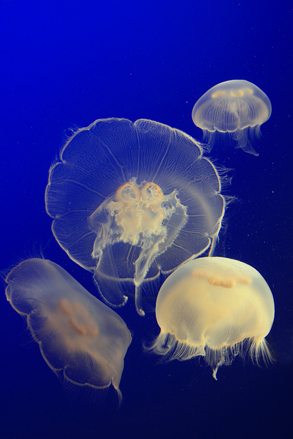 Moon Jellies