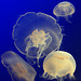 Moon Jellies