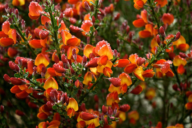 marmalade flowers