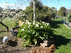 Arum lilies