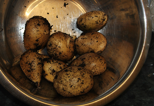 Patio Life: Home Grown Spuds