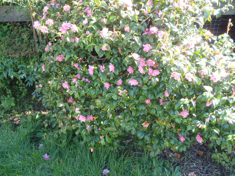 mini camellia bush