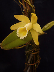 Cattleya luteola