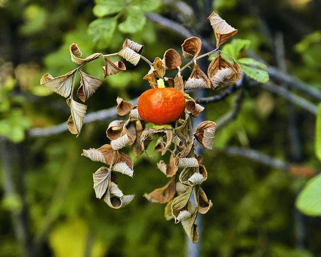 Rose Hip – National Arboretum, Washington DC