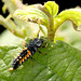 Patio Life: Ladybird Larva with Lunch
